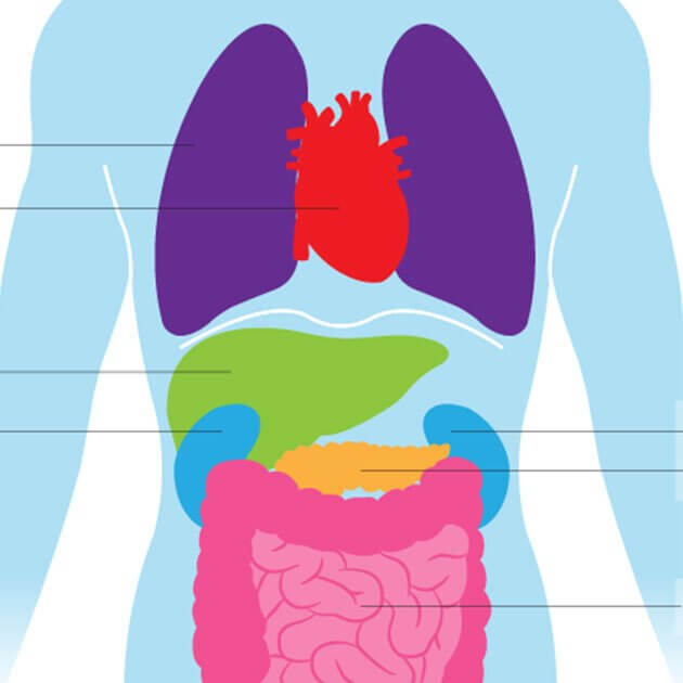 Organ Chart