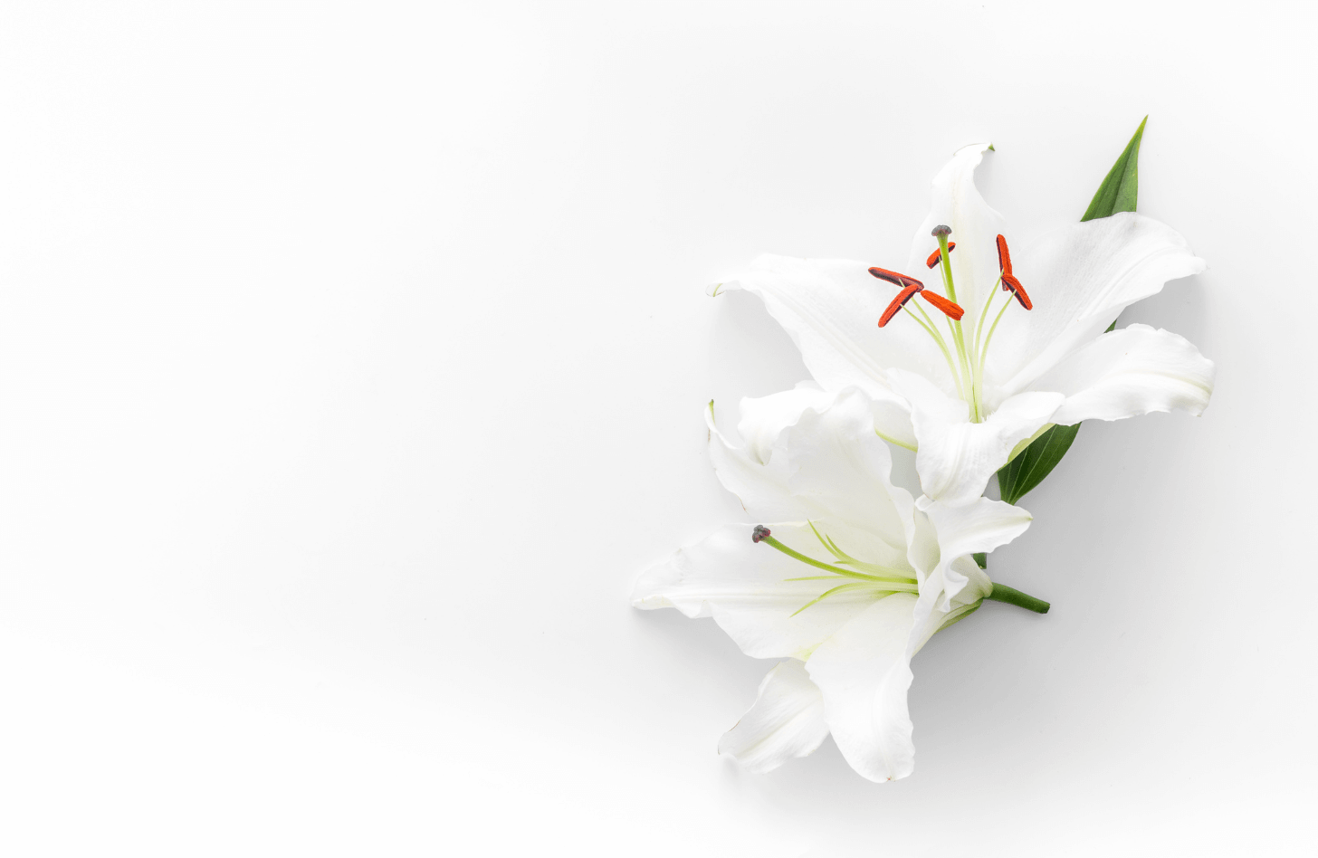 White lilies against a white background